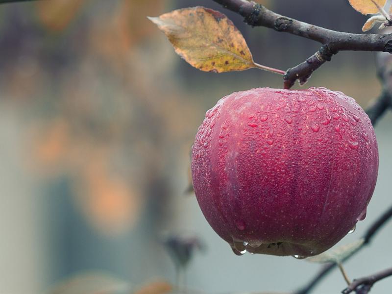 École St Pierre : VENTE DE JUS DE POMME ET DE…