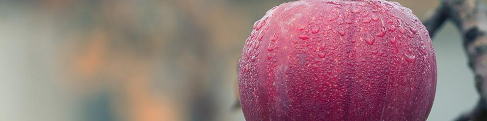 École St Pierre : VENTE DE JUS DE POMME ET DE…